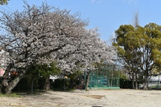 sakura